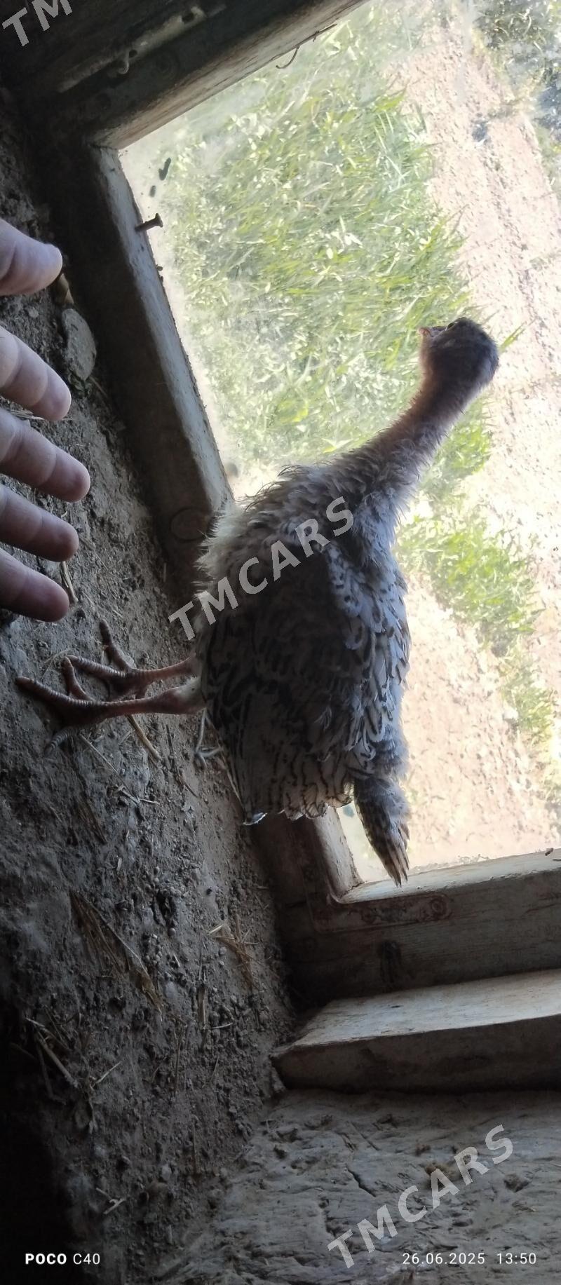 induk juje - Şabat etr. - img 2