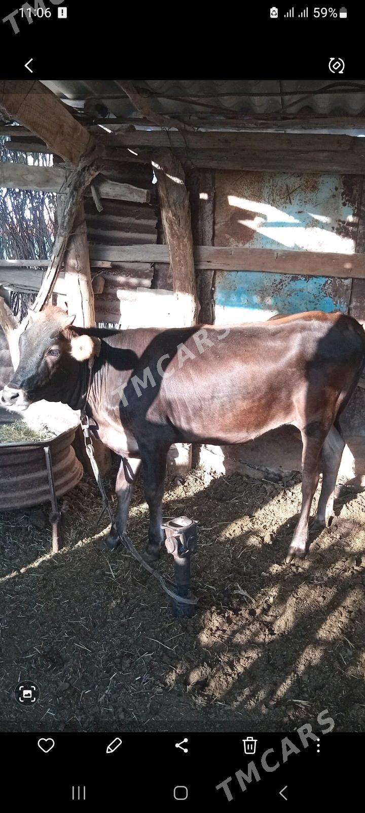 tüwe - Babadaýhan - img 3