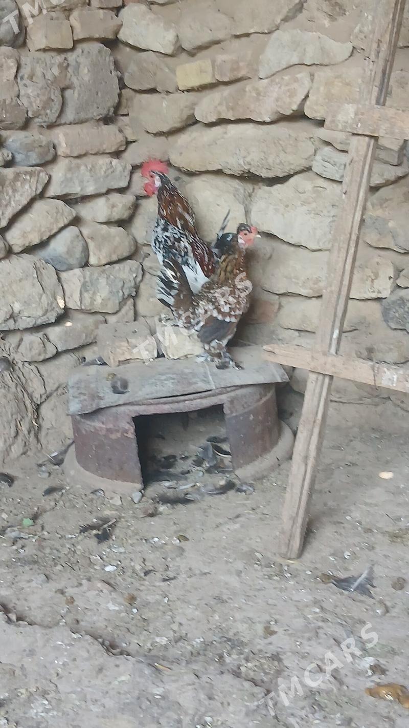 karlik towuk horaz - Gyzylarbat - img 3