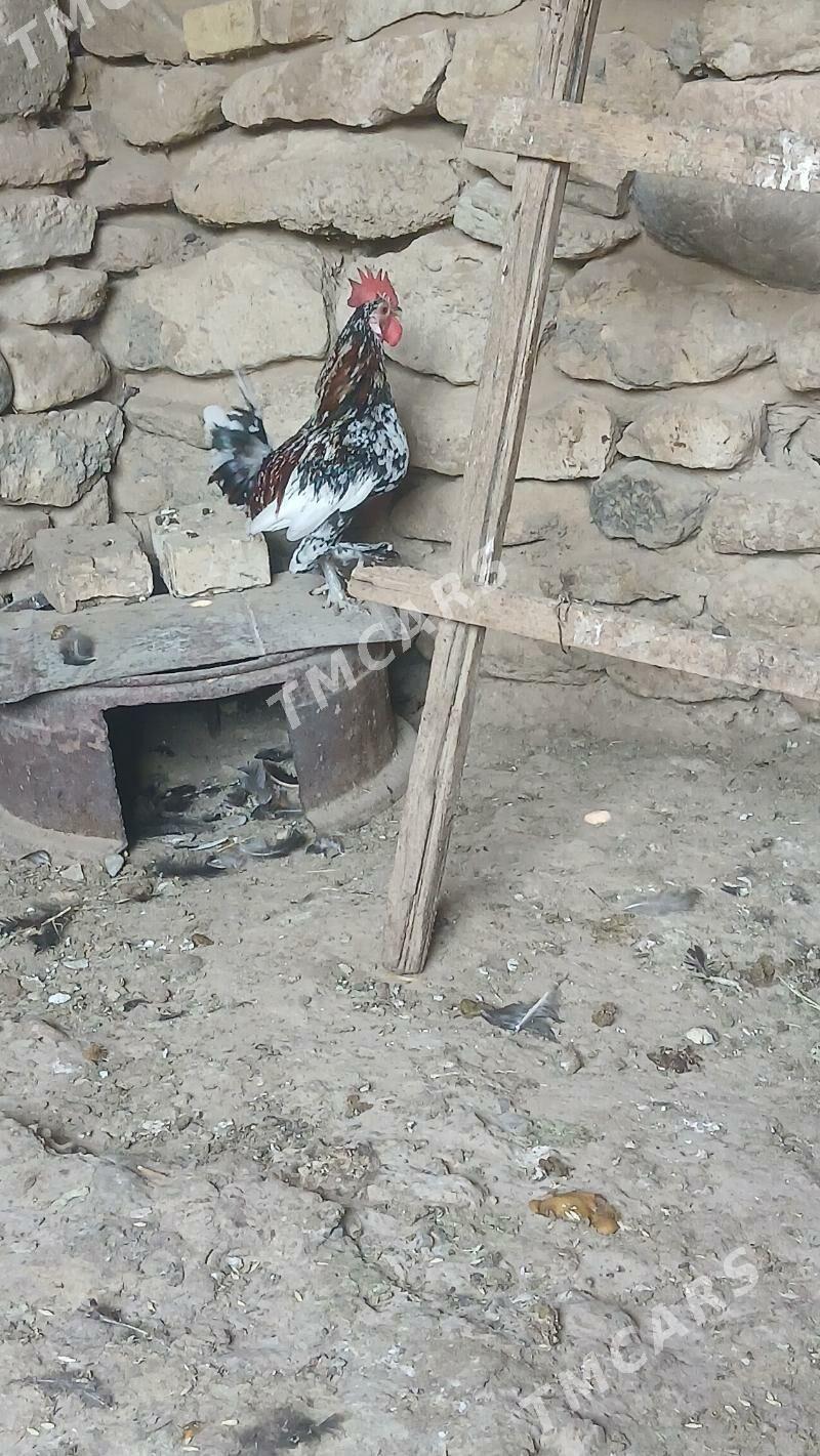 karlik towuk horaz - Gyzylarbat - img 2