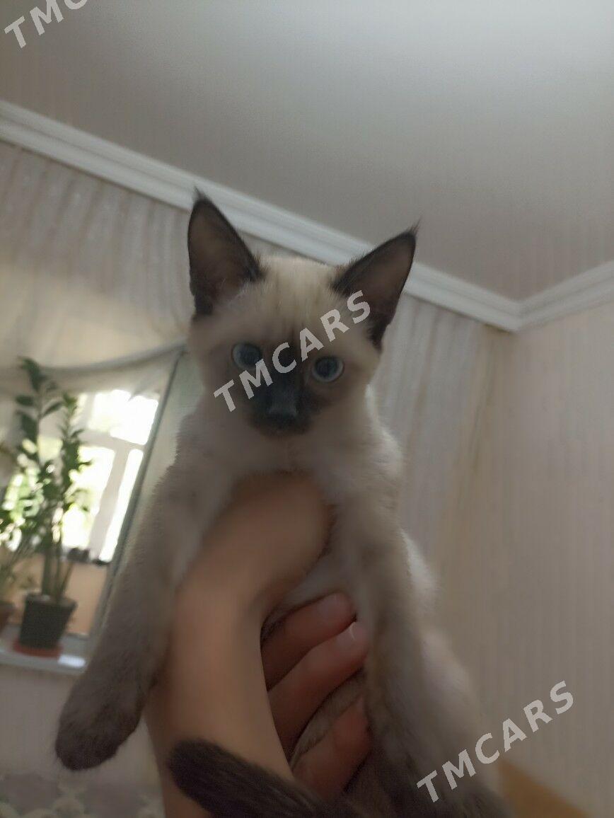 POSIK Кошка - 11 mkr - img 4