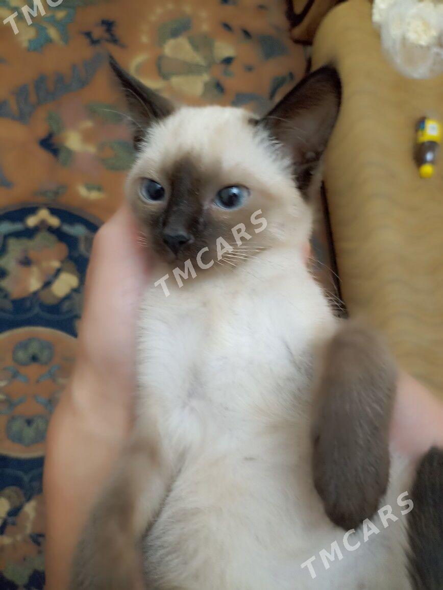 POSIK Кошка - 11 mkr - img 3