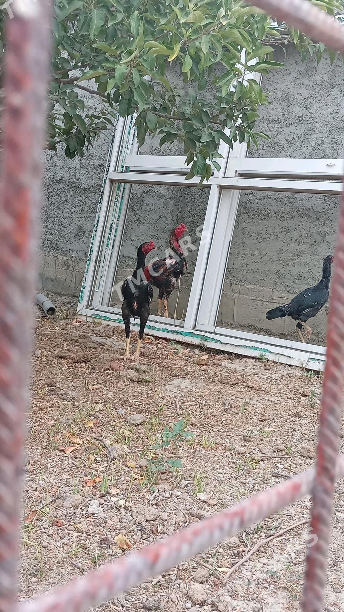taşkent horaz - Gökdepe - img 2