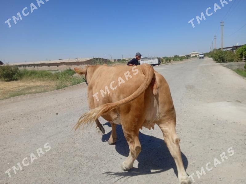 sygyr - Sakar - img 2