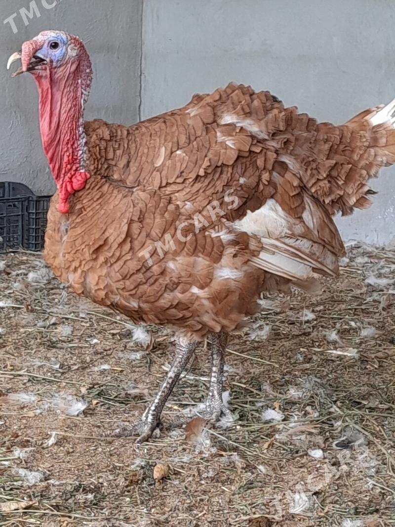 owgan induk - Gökdepe - img 2