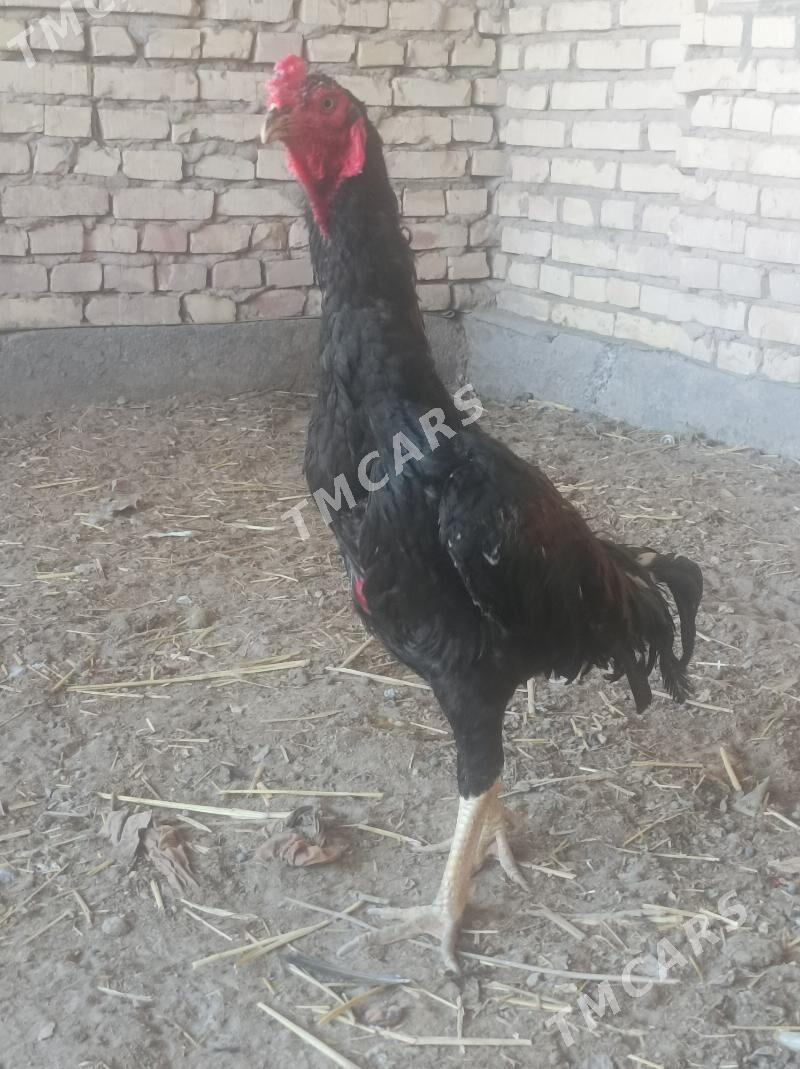 Horoz - Boldumsaz - img 2