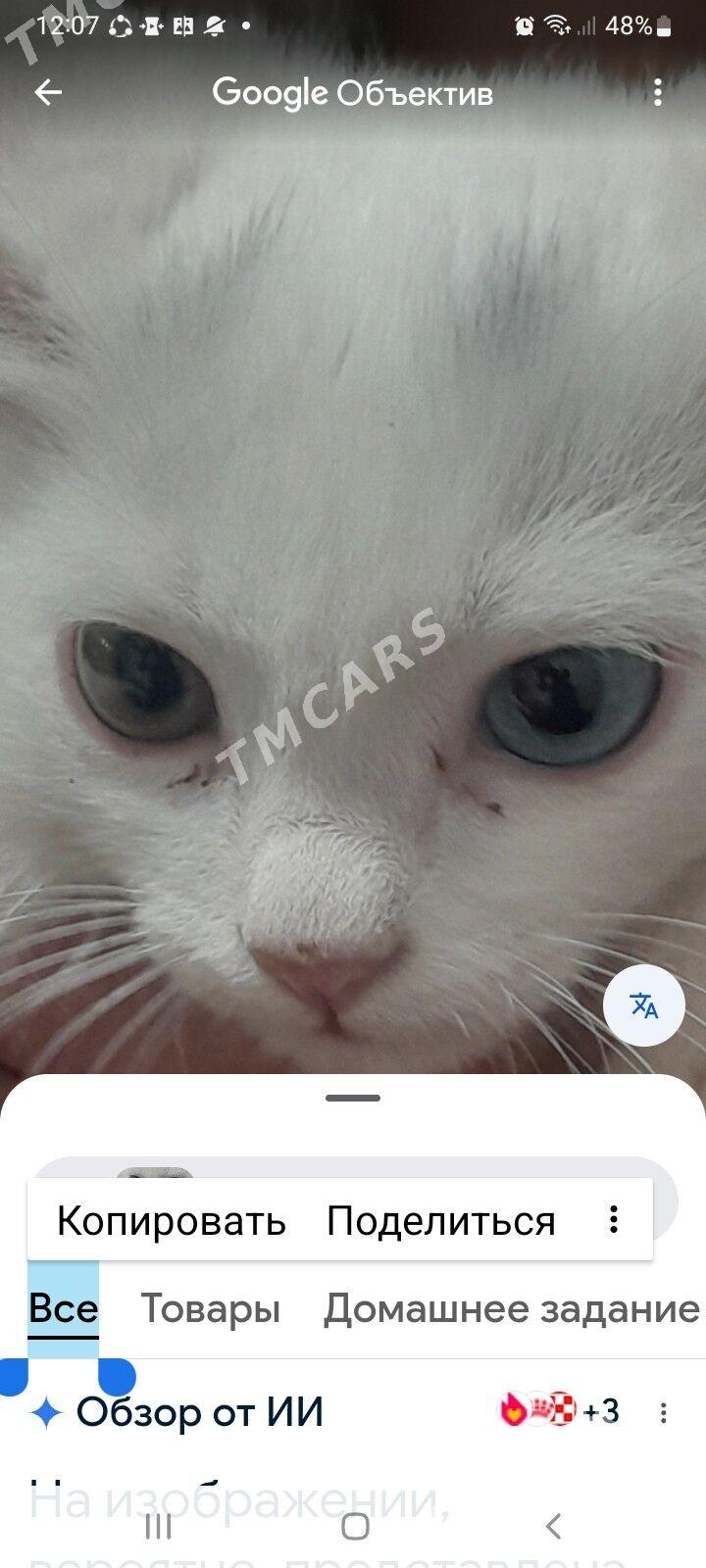 продам катенка парода "као-ман - Бузмеин - img 1