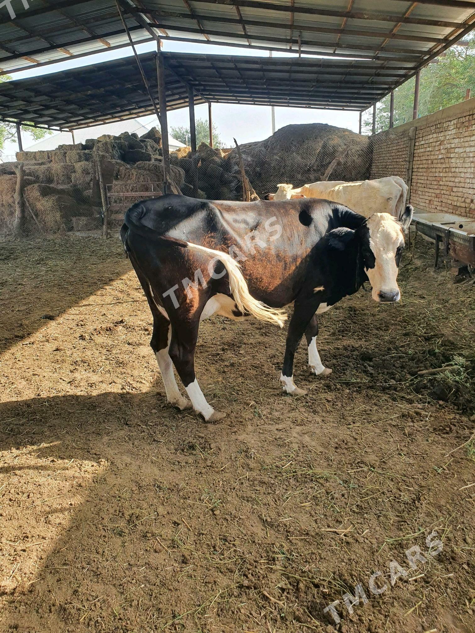 sygyr göleli - Gökdepe - img 3