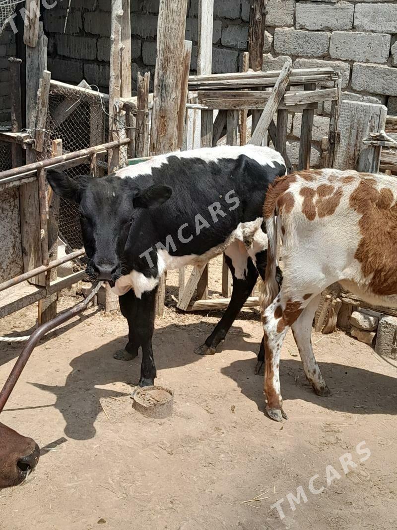 Õküz we tüwe - Köşi - img 2