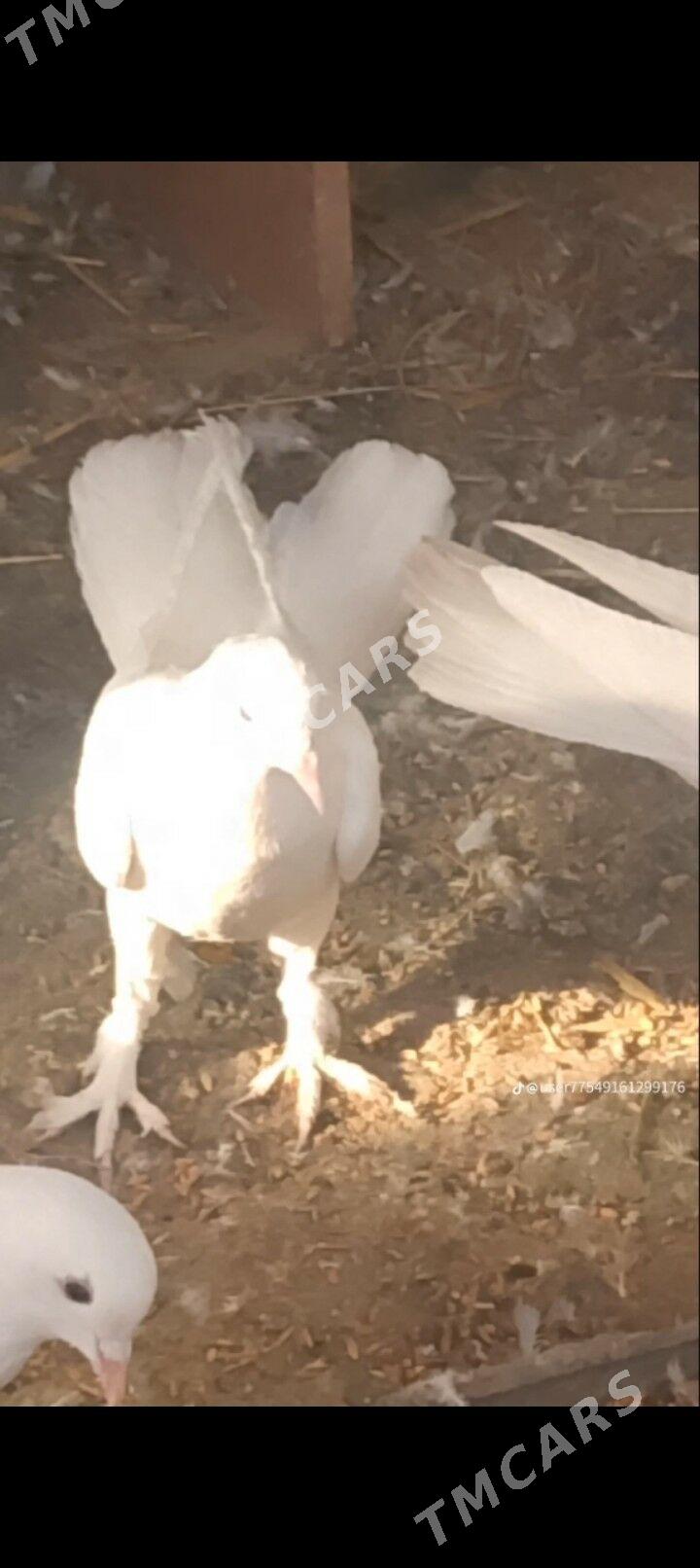 kepderi - Çoganly - img 3