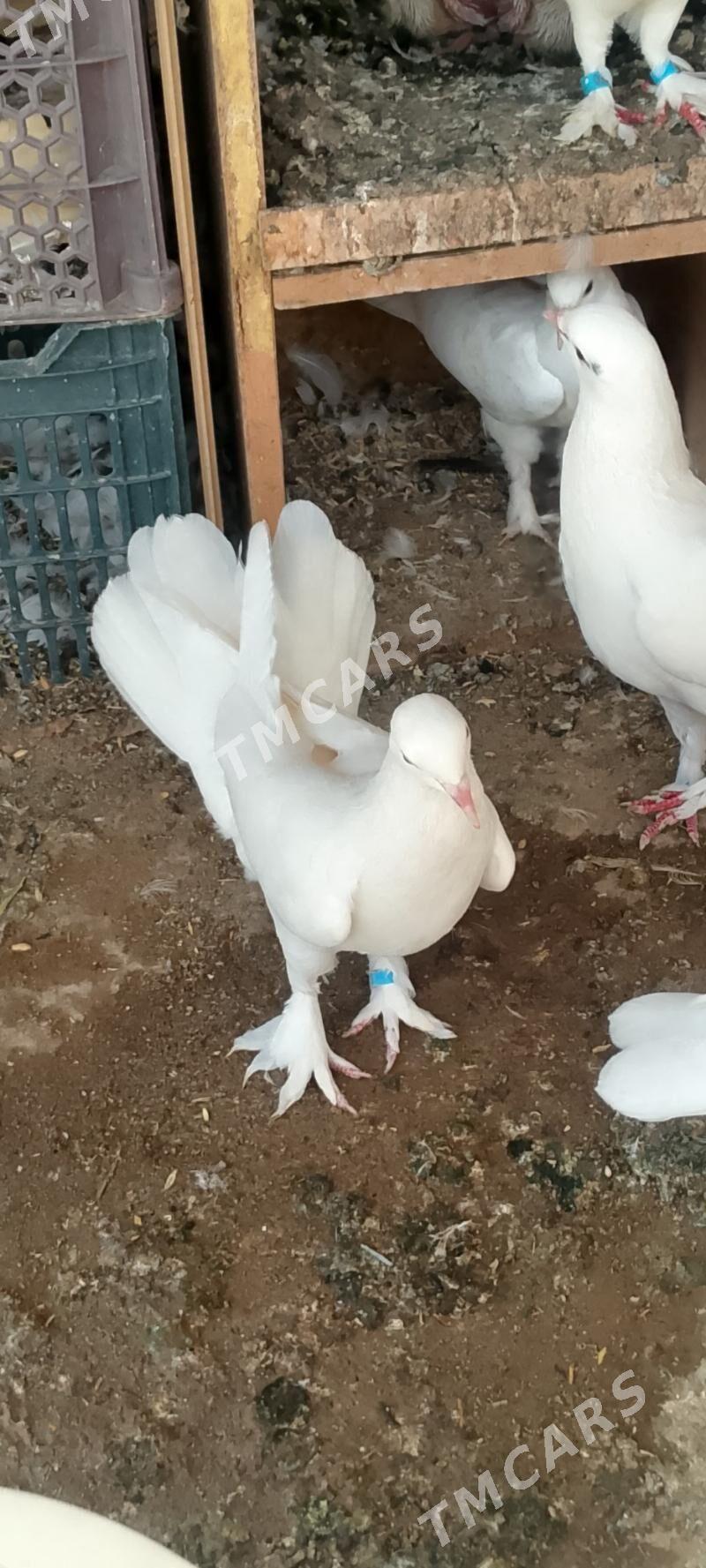 kepderi - Çoganly - img 2
