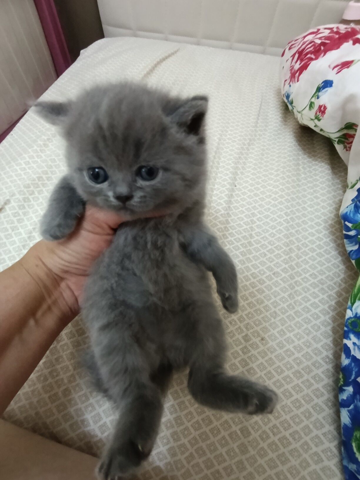 шотландскик прямоухие котята - Ашхабад - img 5