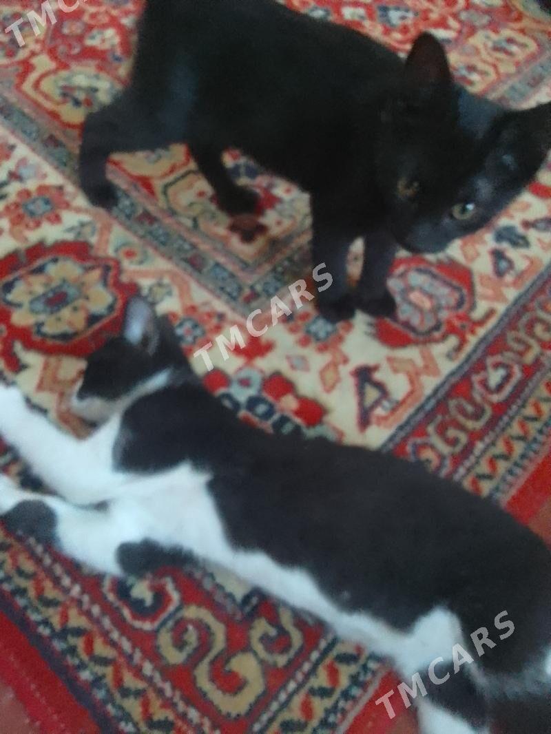 Отдам котят в добрые руки - Aşgabat - img 8