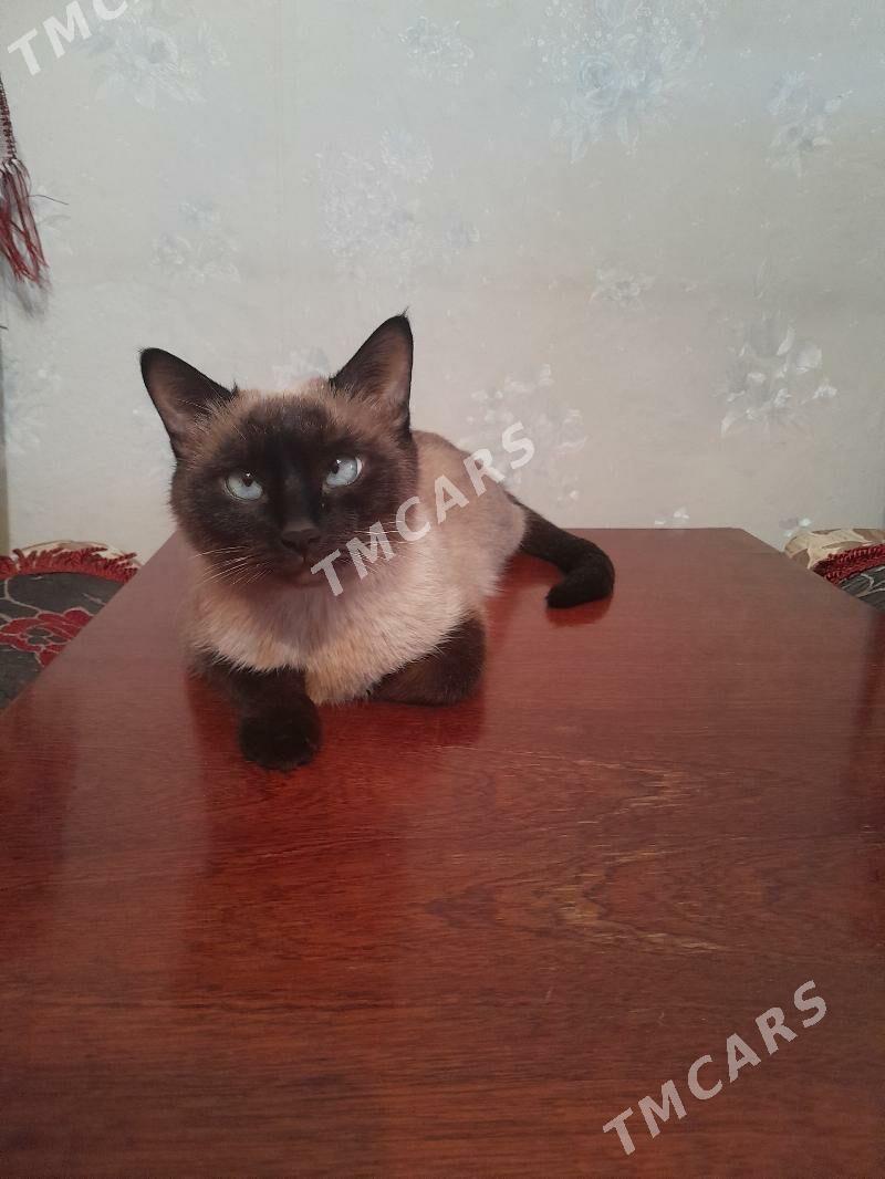 кошка - Шатлык - img 2