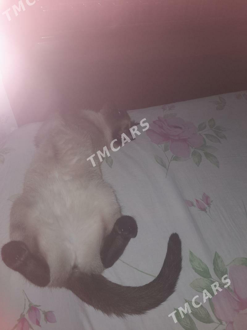 кошка - Шатлык - img 3