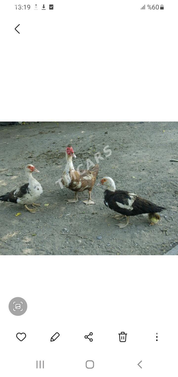 indautka - Gökdepe - img 2
