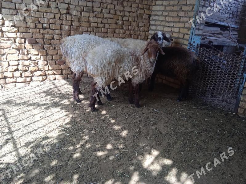 işşek - Balkanabat - img 2