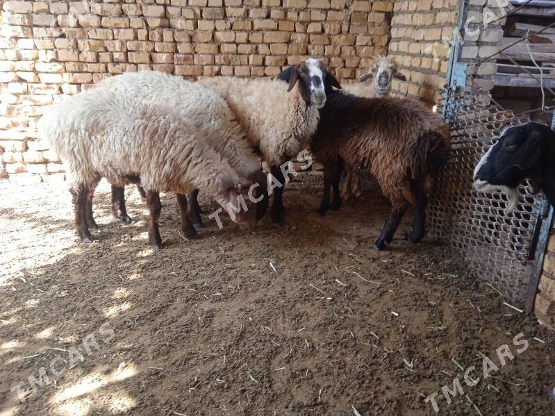 işşek - Balkanabat - img 4