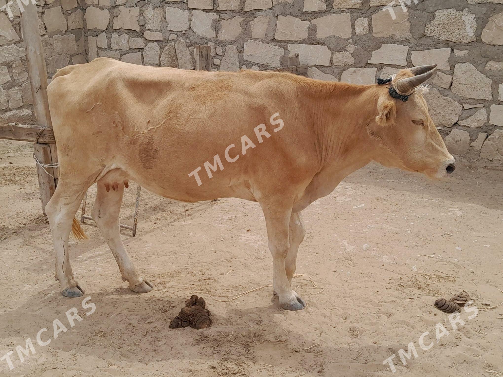 Sygyr - Türkmenbaşy - img 2