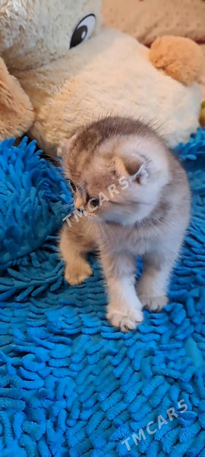 шотландские котята - Ашхабад - img 2