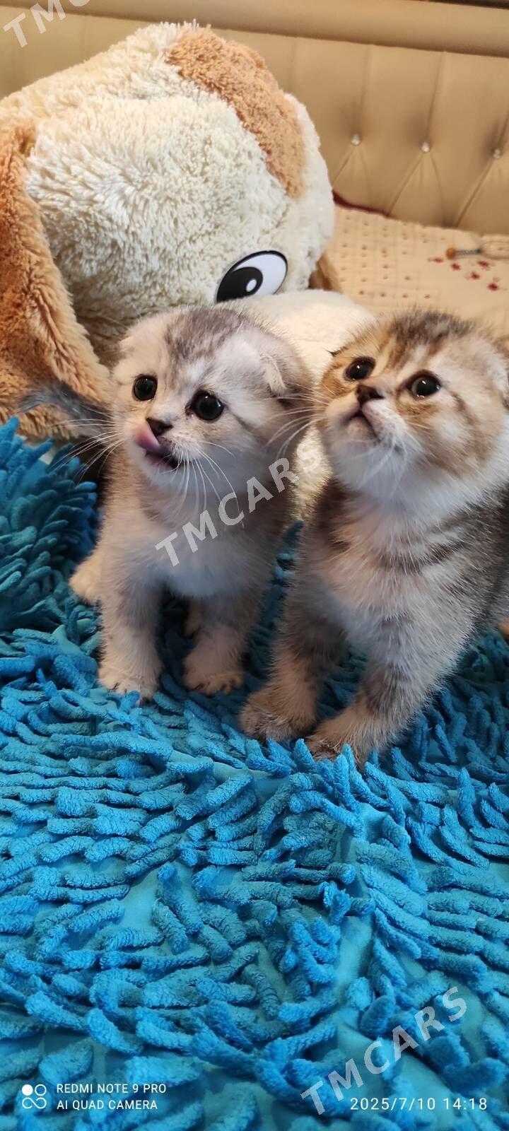 шотландские котята - Ашхабад - img 7