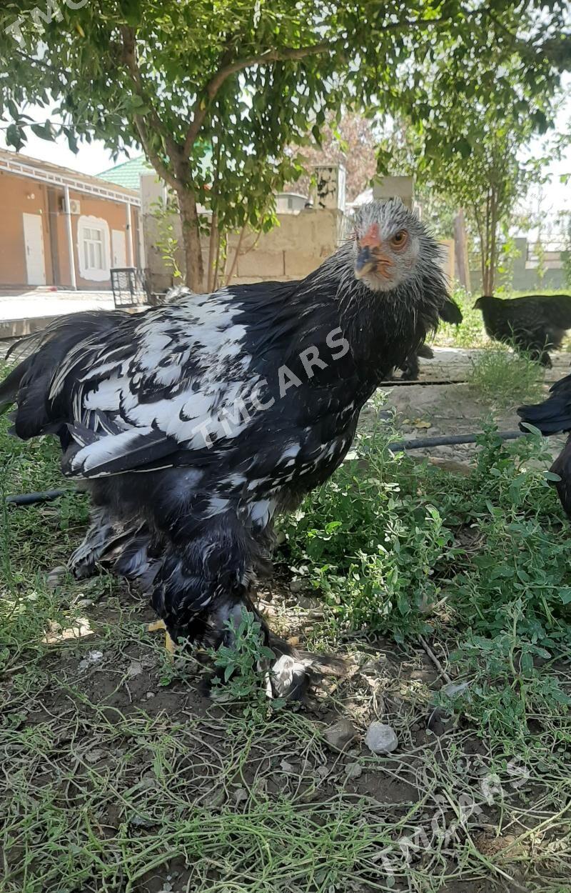 brama - Aşgabat - img 5