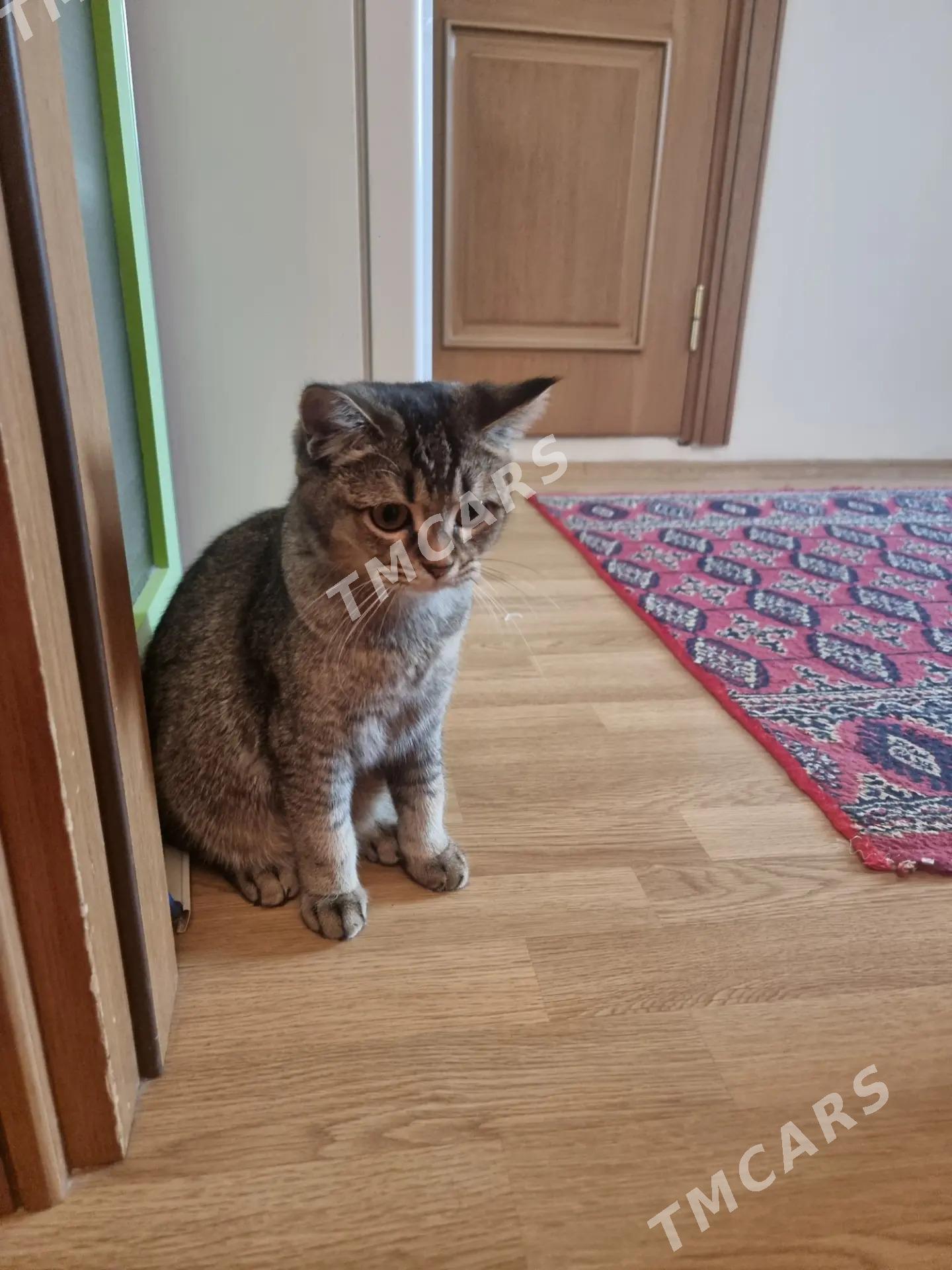 PIŞIK - Parahat 4 - img 2