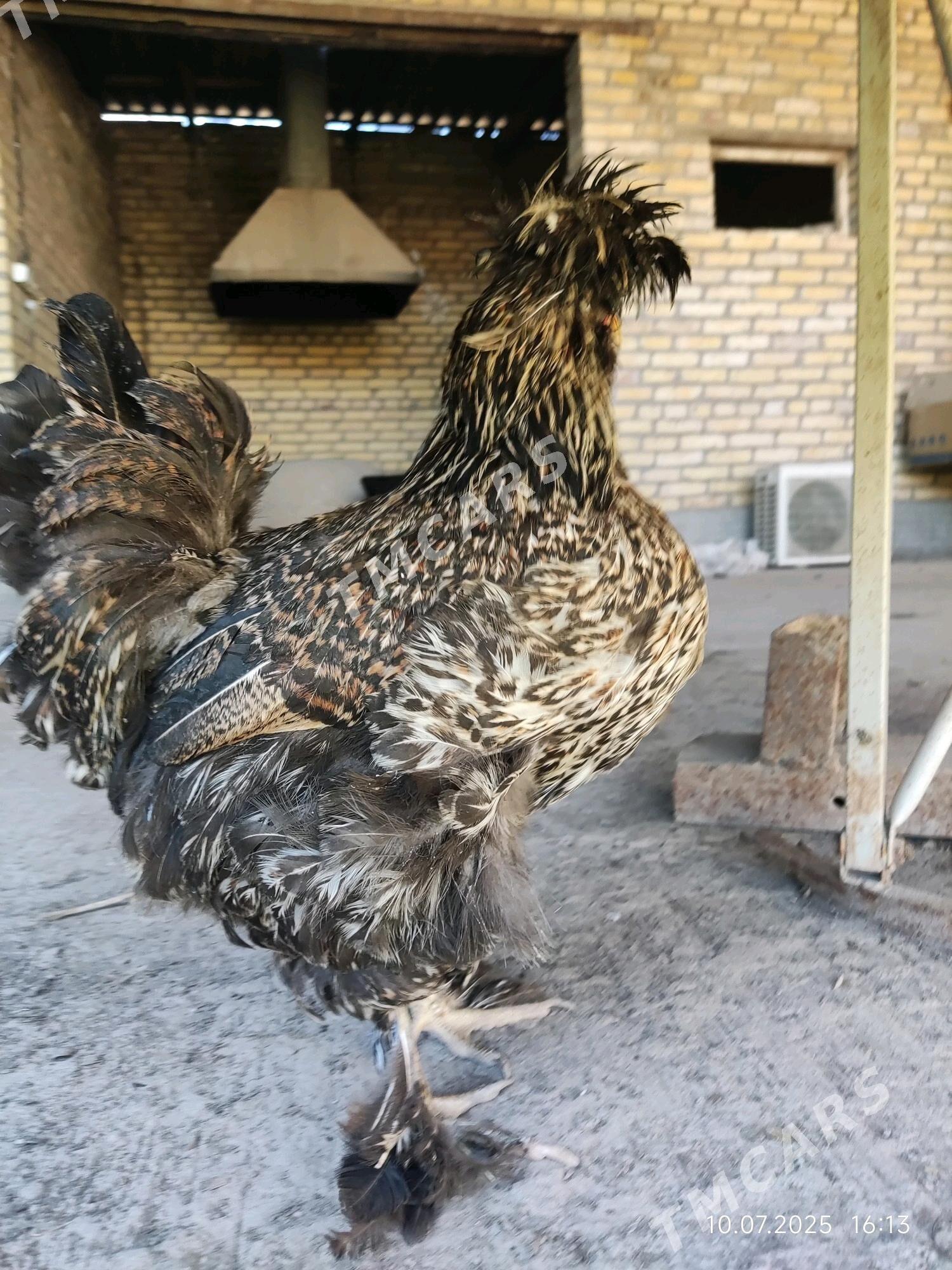 troŷka towuklar - Sakar - img 2