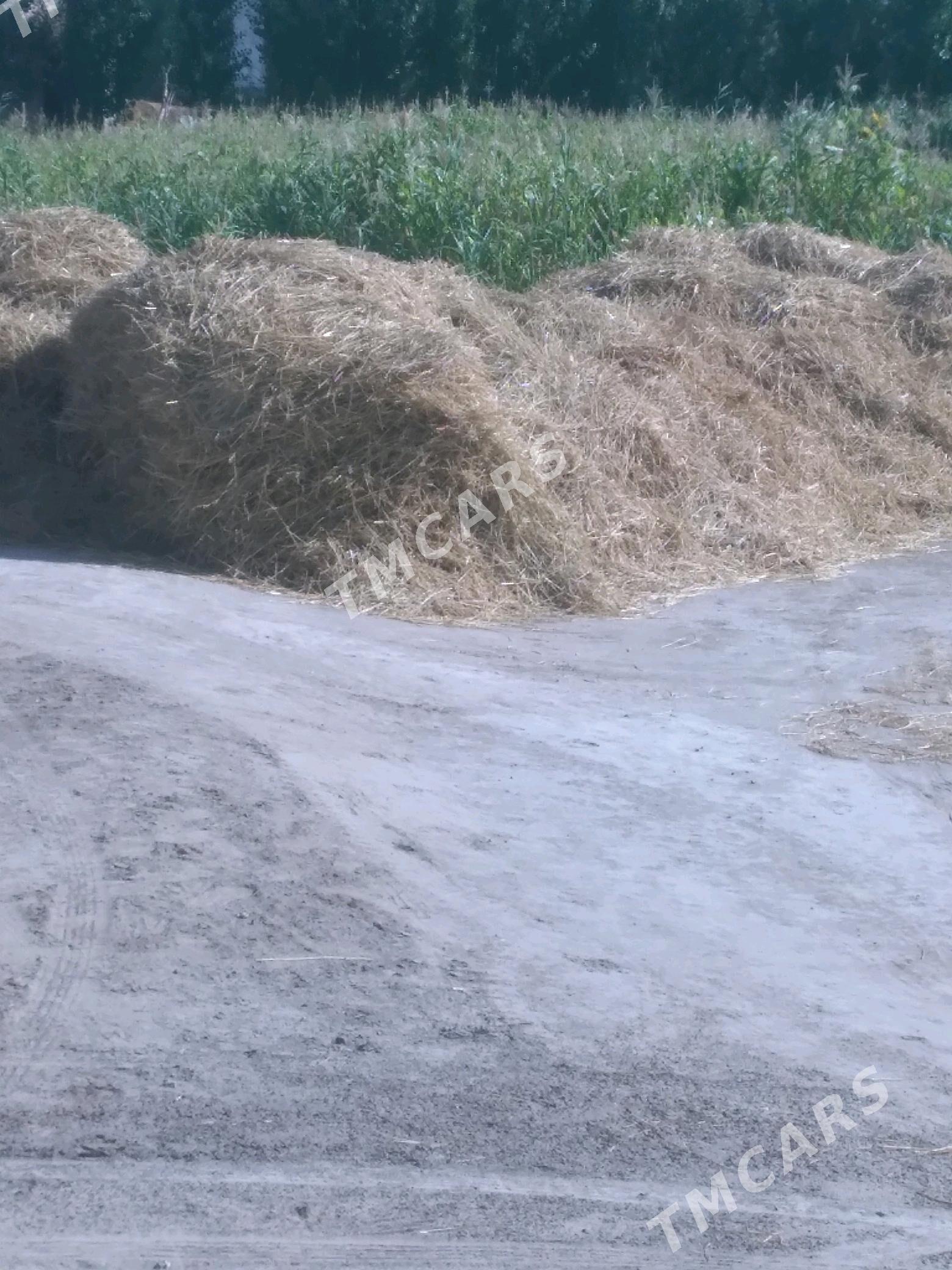 saman - Дашогуз - img 2