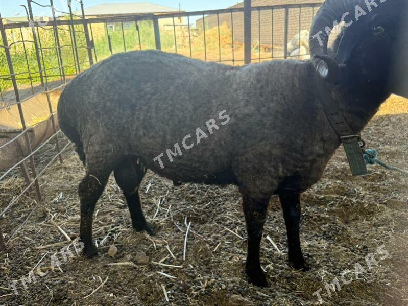 Gocgar - Çärjew - img 2