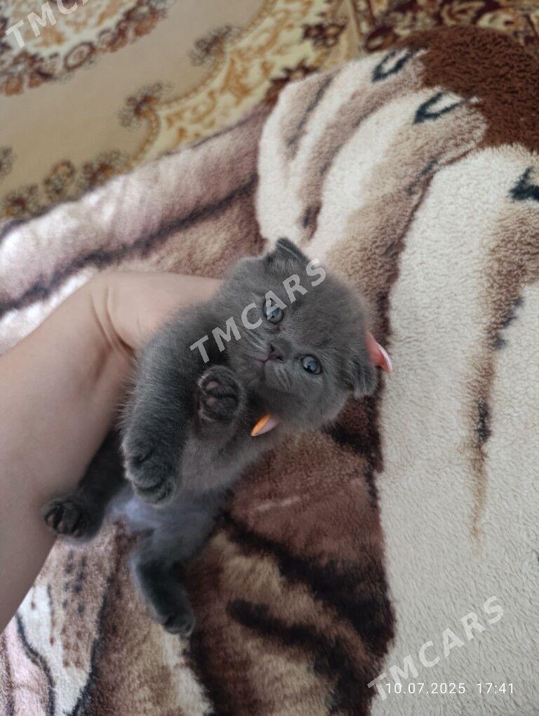 продается британский котенок - Türkmenabat - img 2