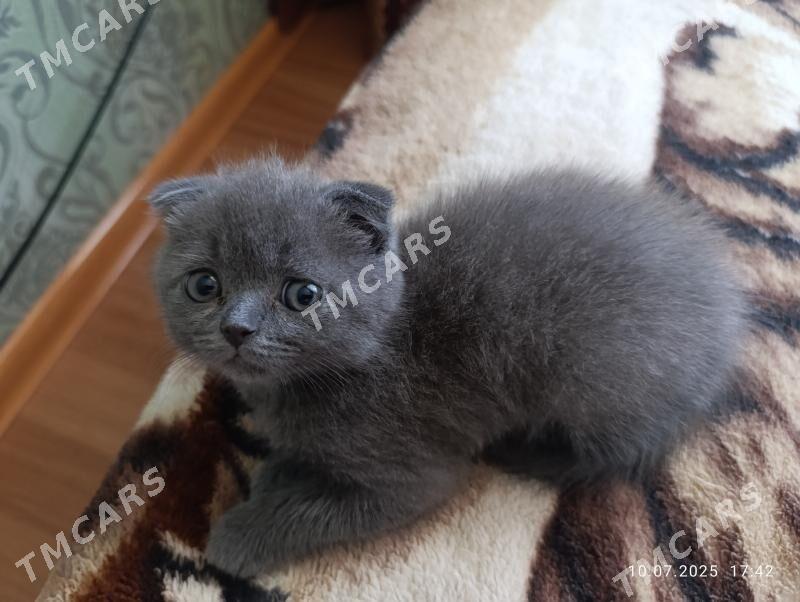 продается британский котенок - Türkmenabat - img 3