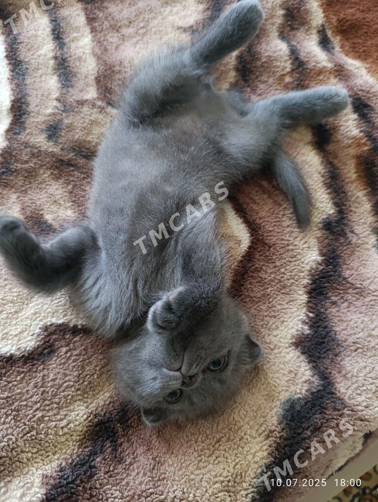 продается британский котенок - Türkmenabat - img 4