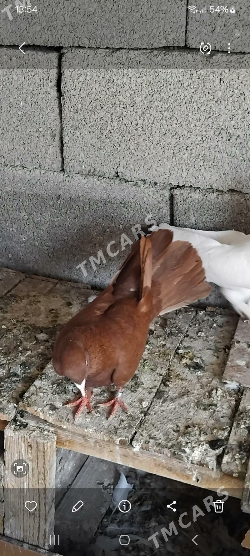 kepderi - Ruhabat (90-njy razýezd) - img 2