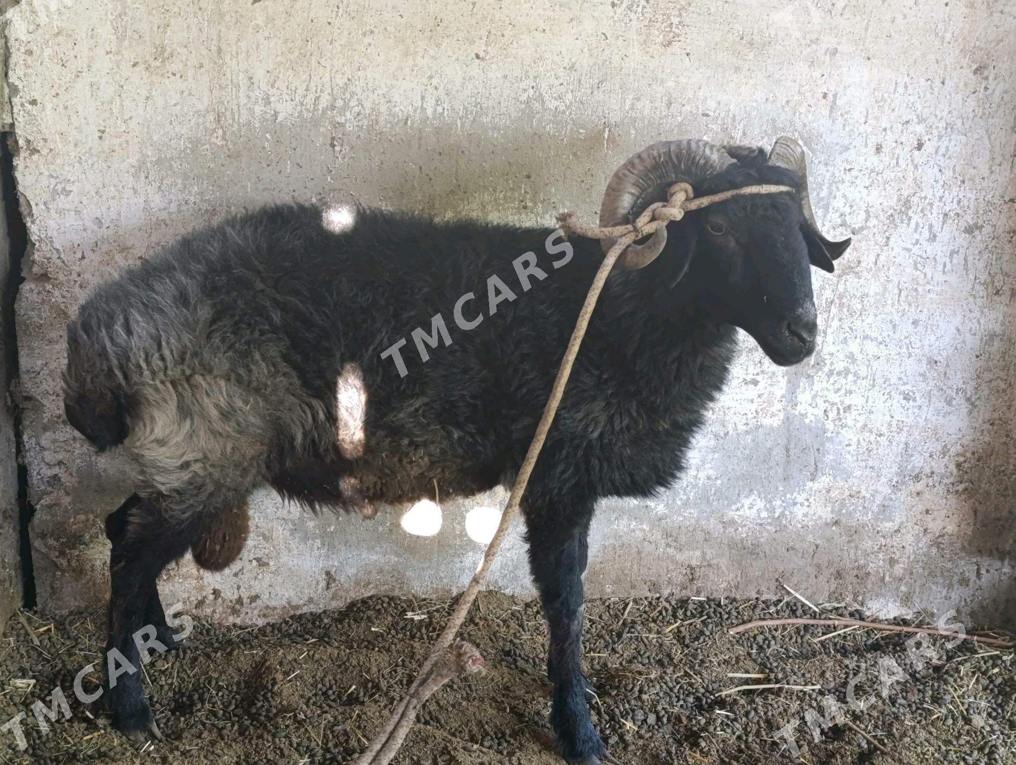 Goç Işşek - Gökje - img 3