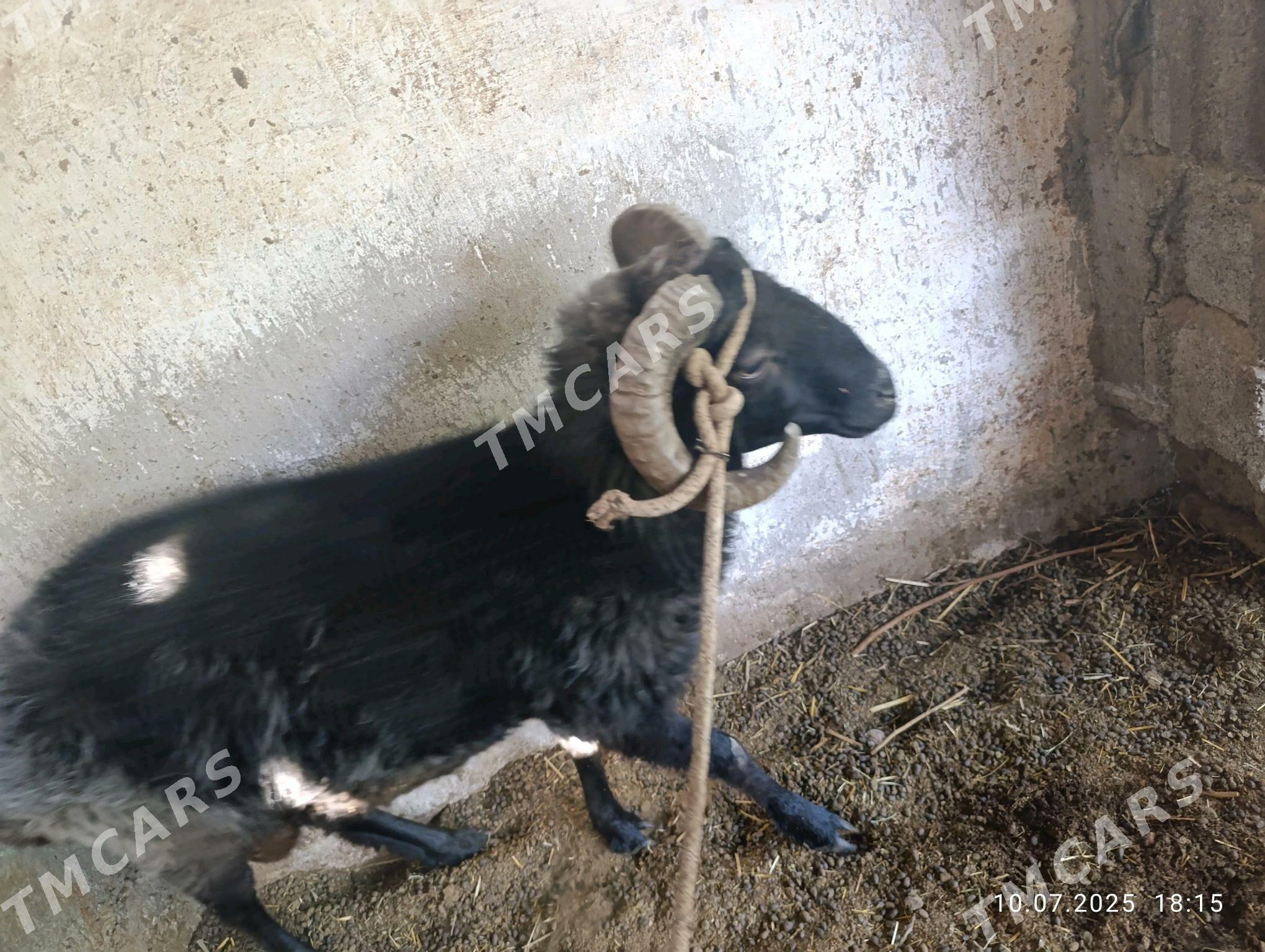 Goç Işşek - Gökje - img 4