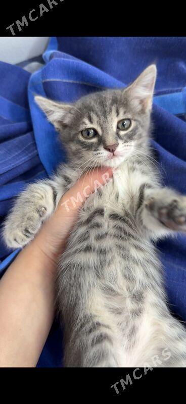 котенок - Ашхабад - img 4