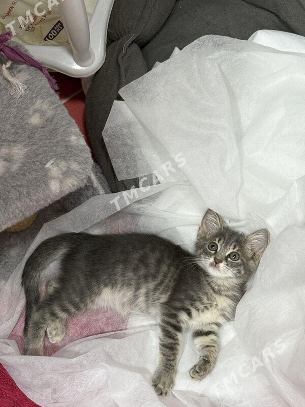 котенок - Ашхабад - img 3
