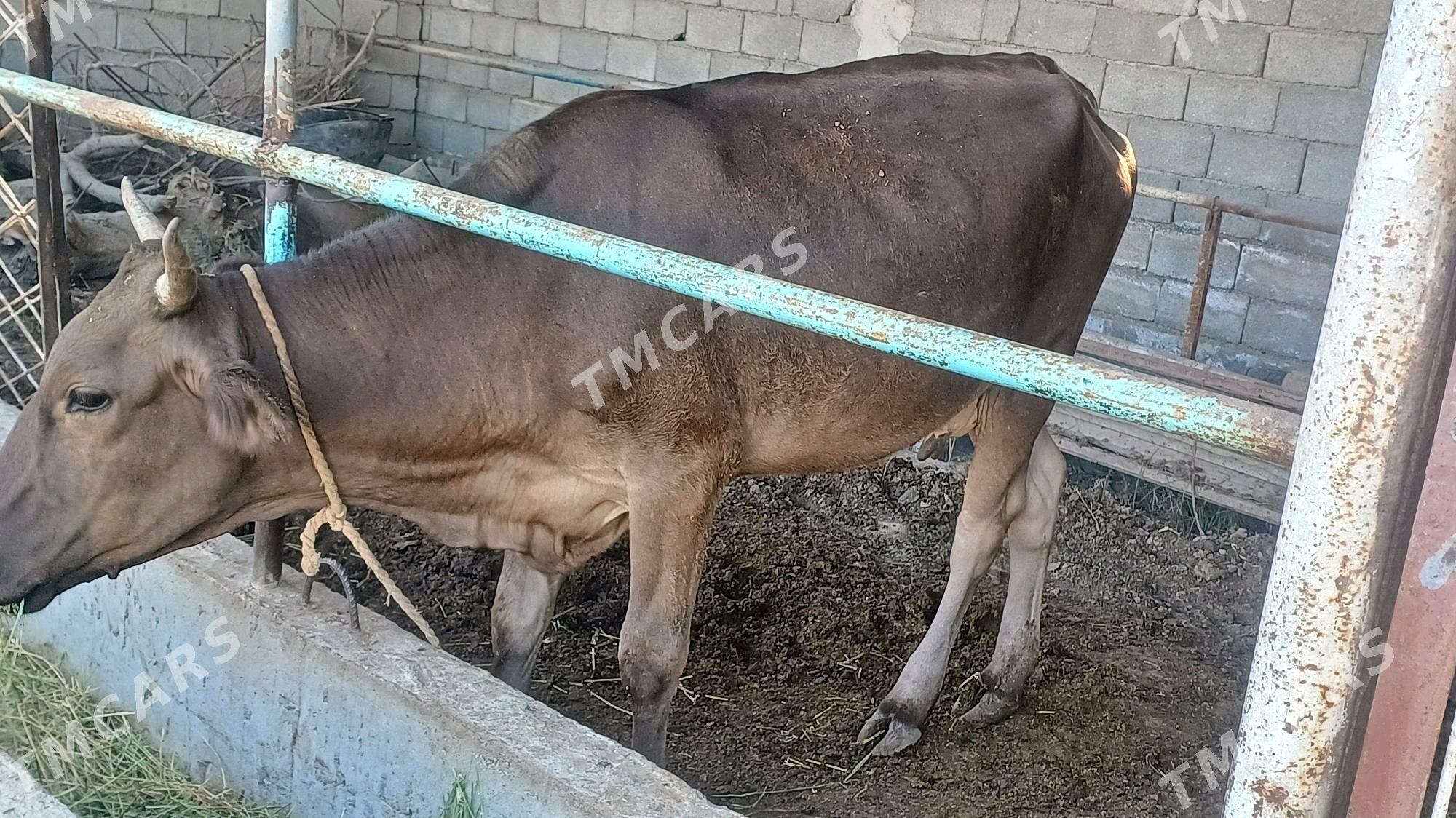 tuwe tohum - Aşgabat - img 2