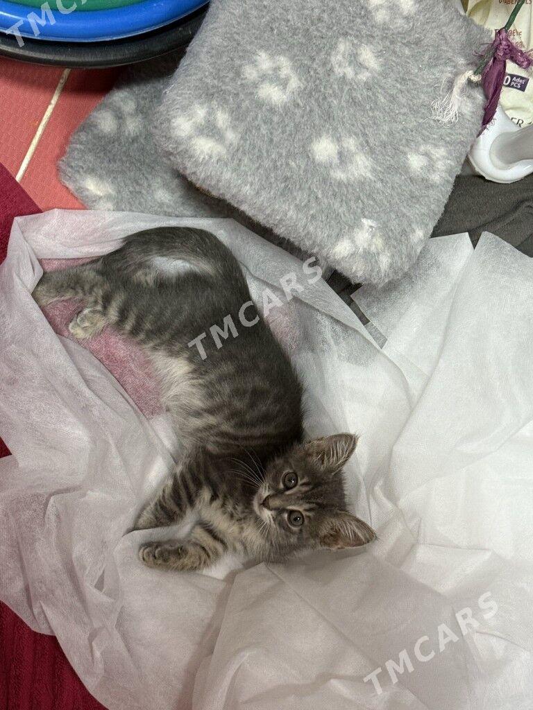 котенок 1,5месяцев - Ашхабад - img 2