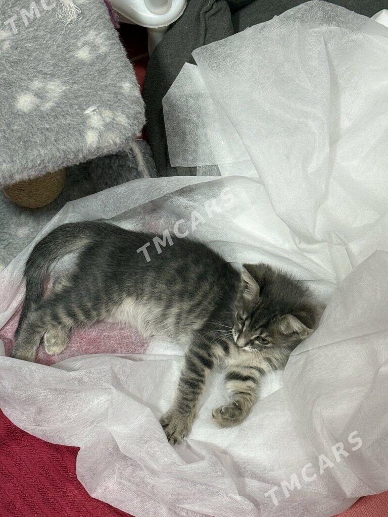 котенок 1,5месяцев - Ашхабад - img 3