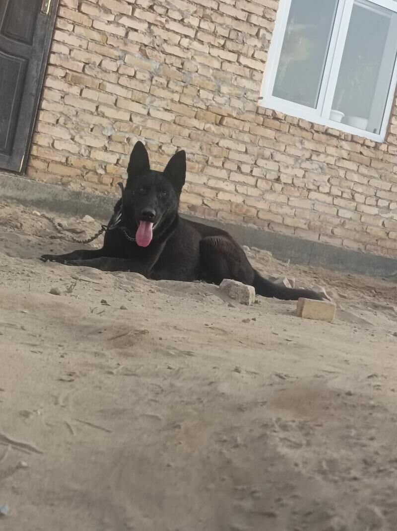 на вязку - Türkmenabat - img 5