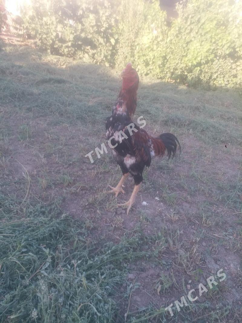 baysow horaz - Farap - img 2