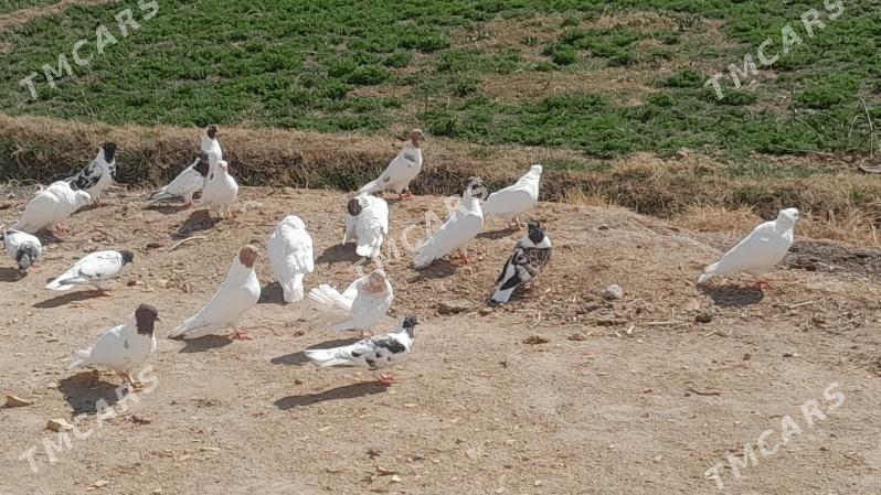 kepderi - Sakarçäge - img 6