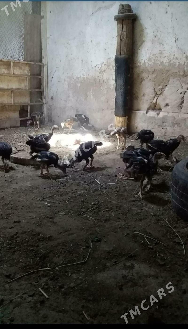 Paroda juje - Daşoguz - img 2