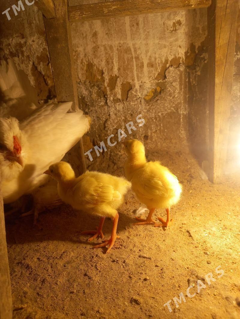 AK tawus jüýje - Türkmengala - img 3