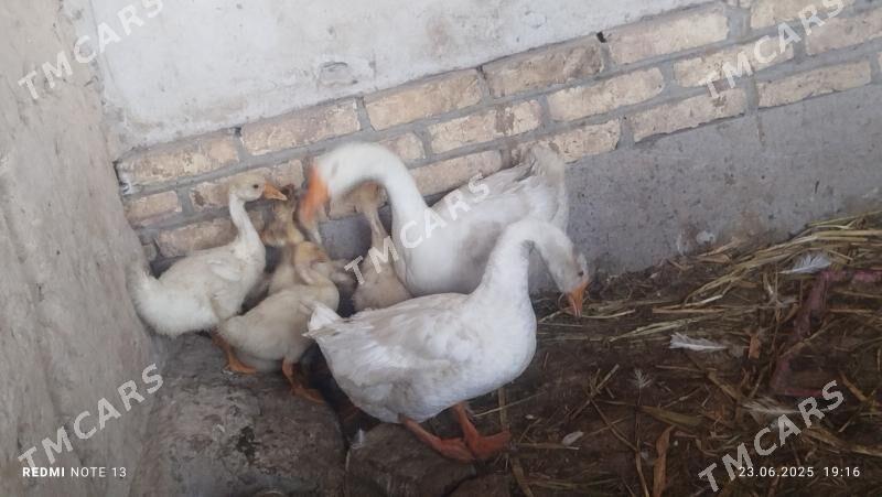 GAZ JUYJELER 3 AYLYK - Daşoguz - img 3