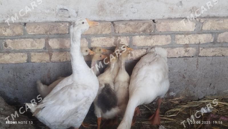 GAZ JUYJELER 3 AYLYK - Daşoguz - img 2