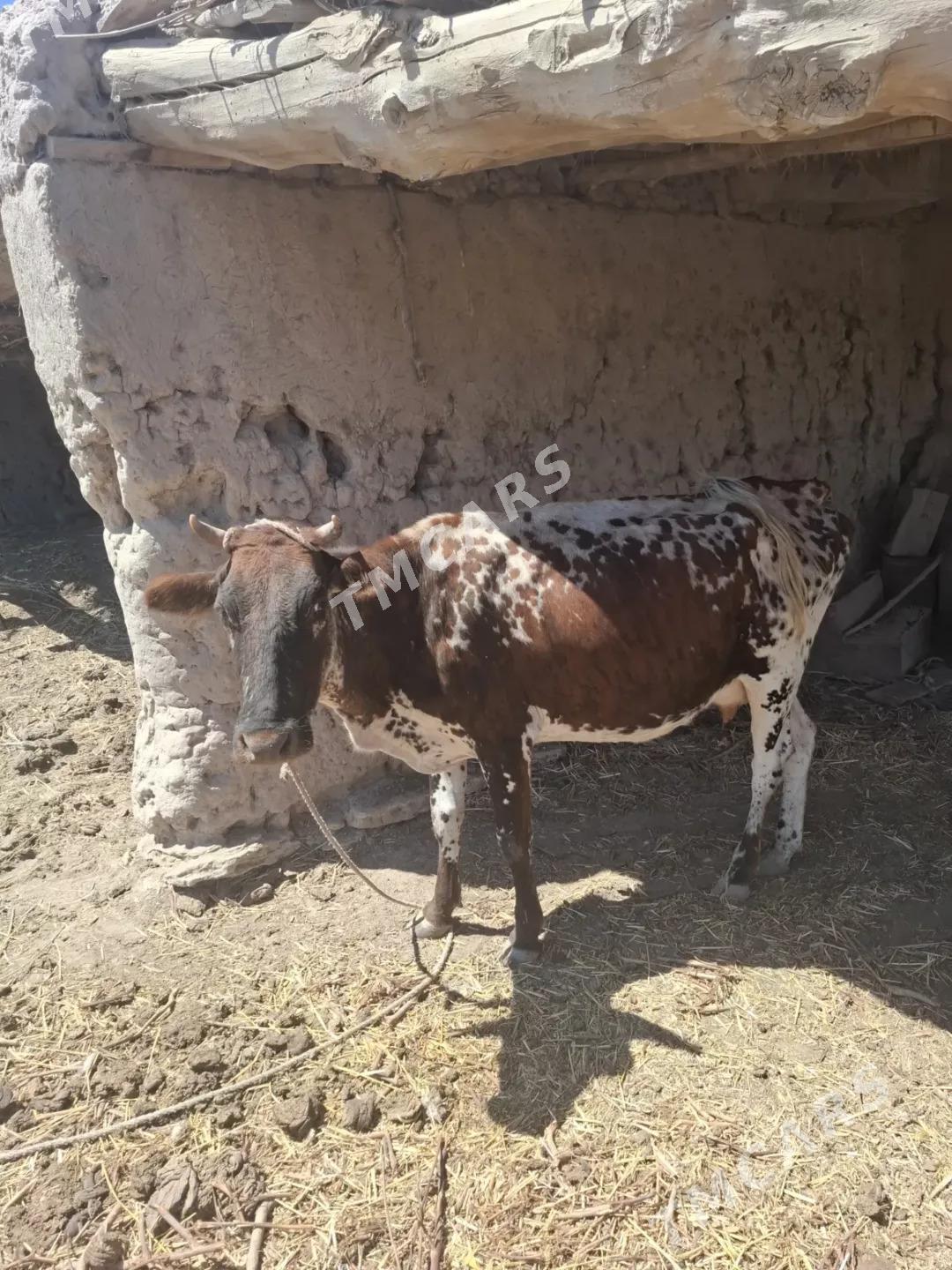 Tanaly sygyr - Türkmenbaşy etr. - img 2