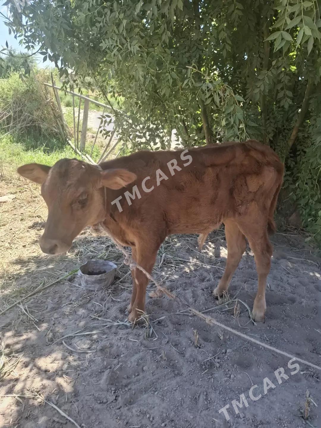 Tanaly sygyr - Türkmenbaşy etr. - img 5